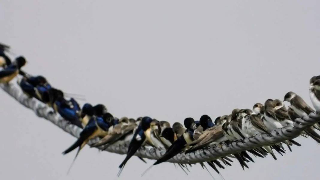 Hatay’da Milleyha Sulak Alanı Göçmen Kuşlarla Görsel Şölen Sunuyor 7